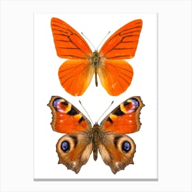 Two Orange Butterflies 3 Canvas Print