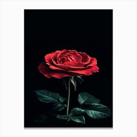 Red Rose On Black Background 76 Canvas Print