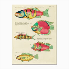 Colourful And Surreal Illustrations Of Fishes Found In Moluccas (Indonesia) And The East Indies, Louis Renard (1) Canvas Print