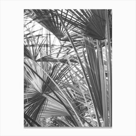 Palm Trees In Black And White 1 Canvas Print