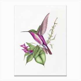 Costa S Hummingbird Quentin Blake Illustration Canvas Print