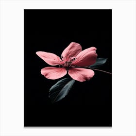 Pink Flower On Black Background 15 Canvas Print