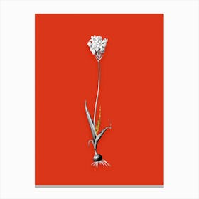 Vintage Chincherinchee Black and White Gold Leaf Floral Art on Tomato Red n.1207 Canvas Print