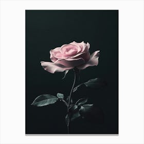 Pink Rose On Black Background 53 Canvas Print