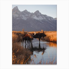 Moose In Creek Canvas Print