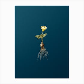 Vintage Cape Tulip a Botanical Art on Teal Blue n.0740 Canvas Print