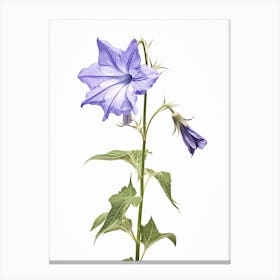Pressed Wildflower Botanical Art Tall Bellflower 1 Canvas Print