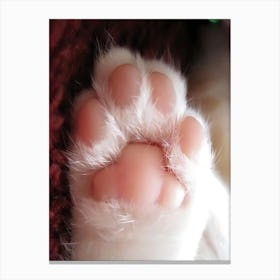 Paws Of A Cat Canvas Print