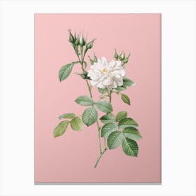 Vintage Autumn Damask Rose Botanical on Soft Pink n.0346 Canvas Print