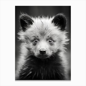 Black And White Photograph Of A Bear Cub Canvas Print
