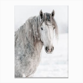 Gray Winter Horse Canvas Print