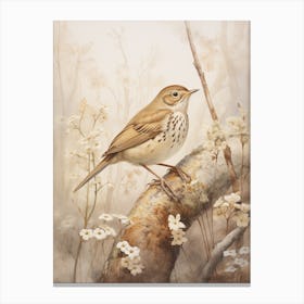 Vintage Bird Drawing Hermit Thrush 1 Canvas Print