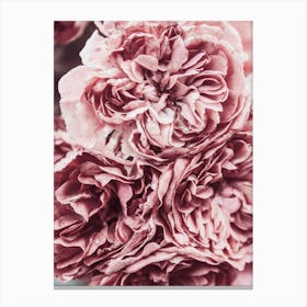 Pink Carnations Flower Petals Canvas Print