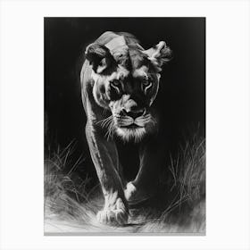 African Lion Charcoal Drawing Lioness On The Prowl 4 Canvas Print