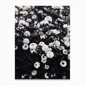 Black And White Flowers Canvas Print