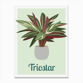 Triostar Houseplant Canvas Print