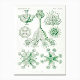 Stauromedusae–Becherquallen From Kunstformen Der Natur (1904) By Ernst Haeckel Leinwandbild