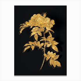 Vintage Shining Rosa Lucida Botanical in Gold on Black n.0458 Canvas Print