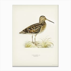 Great Snipe (Capella Media), The Von Wright Brothers Canvas Print