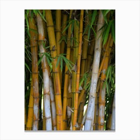 Bamboo Tree Photo Canvas Print