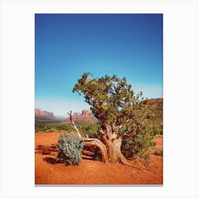 Lonely Tree in Desert's Embrace Canvas Print