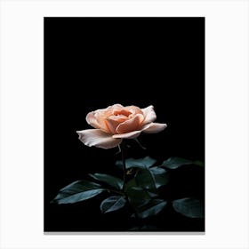 Peach Rose On Black Background 4 Canvas Print