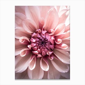 Dahlia Pink Flower Canvas Print