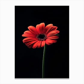 Red Gerbera Flower 1 Canvas Print