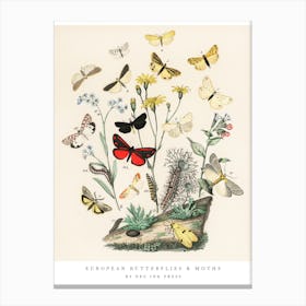 Butterflie And Moths Vintage Art Prints Canvas Print