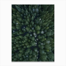 WOODSICE Canvas Print