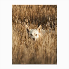 White Wolf In The Grass.Generated AI. Art Print Canvas Print