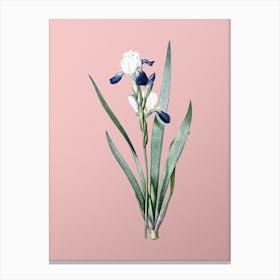 Vintage Tall Bearded Iris Botanical on Soft Pink Canvas Print