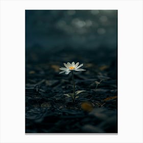 Daisy 30 Canvas Print