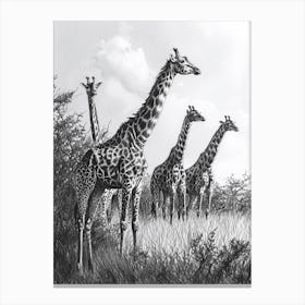 Pencil Portrait Herd Of Giraffes In The Wild  1 Canvas Print