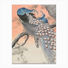 Two Peacocks On Tree Branch, Ohara Koson Canvas Print
