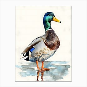 Mallard Duck Watercolor Painting Canvas Print