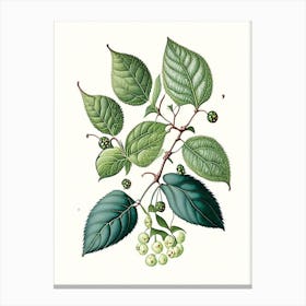 Snowberry Leaf Vintage Botanical 5 Canvas Print