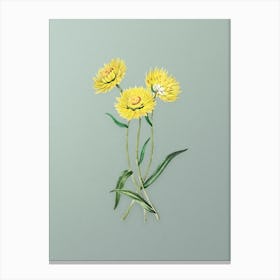 Vintage Helichrysum Flower Branch Botanical Art on Mint Green n.0207 Canvas Print