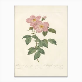 Rose Illustration, Pierre Joseph Redoute (6) 1 Canvas Print