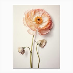 Pressed Flower Botanical Art Ranunculus 3 Canvas Print