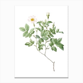 Vintage Rosebush Botanical Illustration on Pure White n.0536 Canvas Print