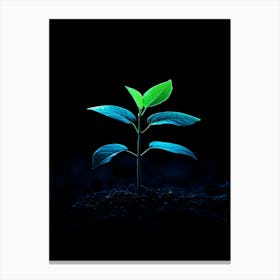 Small Green Plant On Black Background 21 Canvas Print