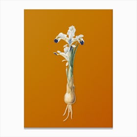 Vintage Iris Persica Botanical on Sunset Orange n.0847 Canvas Print