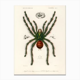 Pinktoe Tarantula (Mygalomorphae), Charles Dessalines D' Orbigny Canvas Print