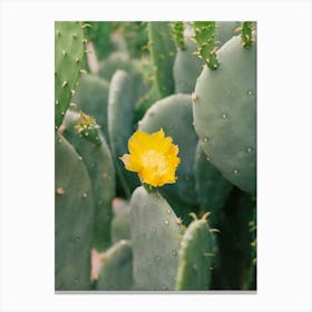 New Mexico Cactus II on Film Canvas Print