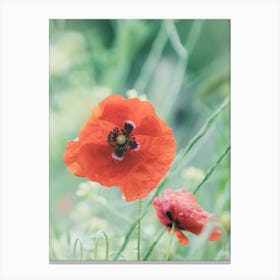 Red Poppies after Rain Canvas Print