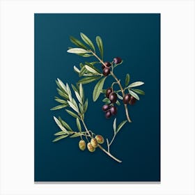 Vintage Olive Botanical Art on Teal Blue n.0487 Canvas Print