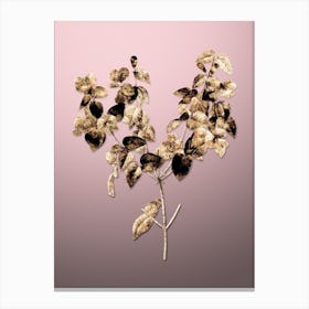 Gold Botanical Platilobium on Rose Quartz n.2653 Canvas Print