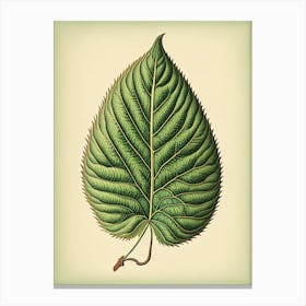Slippery Elm Leaf Vintage Botanical 1 Canvas Print