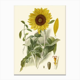 Sunflower 1 Canvas Print